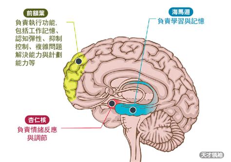 海馬迴再生|逆轉大腦退化？研究證實：6種遠離失智的生活方式，。